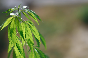 Beautiful green hemp bush. Growing medicinal cannabis. CBD oil. Medical extract. Marijuana commercial grow. Concept of herbal alternative medicine. Copy space