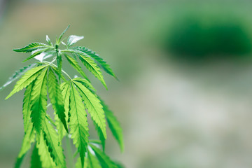 Naklejka premium Beautiful green hemp bush. Growing medicinal cannabis. CBD oil. Medical extract. Marijuana commercial grow. Concept of herbal alternative medicine. Copy space