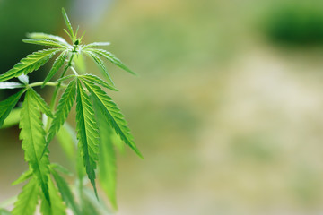 Beautiful green hemp bush. Growing medicinal cannabis. CBD oil. Medical extract. Marijuana...