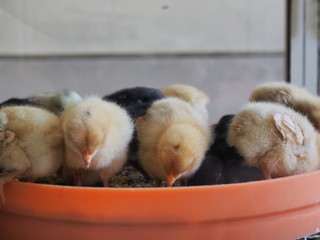 餌をついばむヒヨコ © Sally B