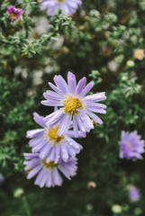 Fototapeta premium purple flower in the garden