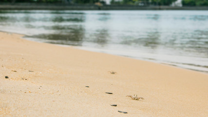 Tiny little crabs lying on golden sand. Sea water in background. Summer or beach vacation concept with copy space