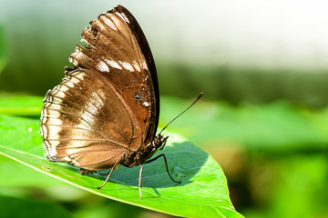 Closeup Butterfly on the green Leaves in nature.