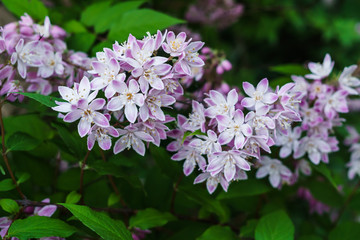 Beautiful branches of decorative pink jasmine in the summer.