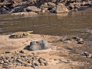 Nile Crocodile, Crocodylus niloticus, lies at Awash Falls, Ethiopia