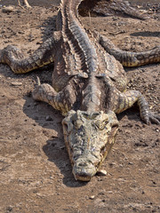 Fototapeta premium Nile Crocodile, Crocodylus niloticus, lies at Awash Falls, Ethiopia