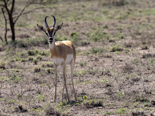 Very rare Soemmering gazelle, Gazella. soemmeringi, Awash National Park, Ethiopia