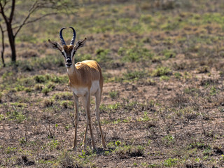 Naklejka na ściany i meble Very rare Soemmering gazelle, Gazella. soemmeringi, Awash National Park, Ethiopia