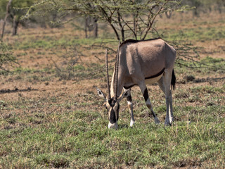 East African Oryx, Oryx gazella beisa, Awash National Park, Ethiopia