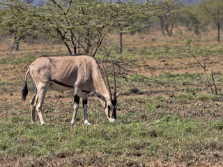 East African Oryx, Oryx gazella beisa, Awash National Park, Ethiopia