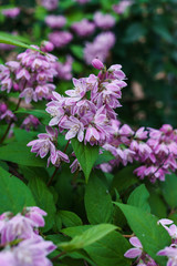 Fototapeta premium Beautiful branches of decorative pink jasmine in the summer.