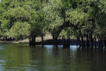 Obraz premium lake in park