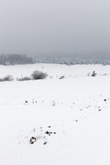 Winter landscape with trees and snow