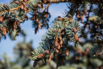 Fir-tree branches with cones on blue sky background.