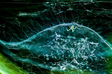 Closeup Green Spider's Nest,Spiders catch insects for food.Cobweb.