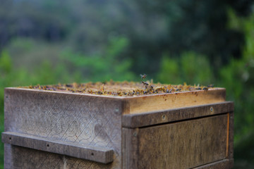 Wooden honeycomb with bees and honey. Beekeper at his work. Nature, insects. Sweet. Apiculture. Beeswax. Apiarist working. Beekeeping in nature. Bee farming in Spain. 