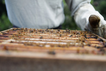 Hands in gloves protected against bees bites. Man getting out honeycombs and honey. Agriculture.