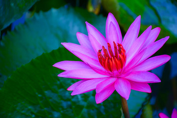 The color and beauty of Pink lotus in the water.Flower nectar for insects in the morning.