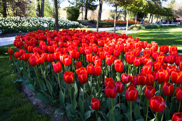 Red tulips
