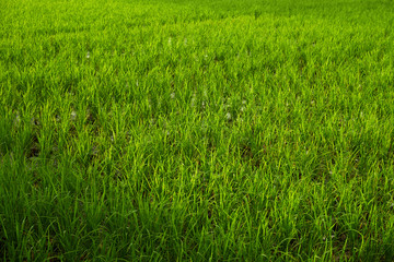 Rice fields in Bali.