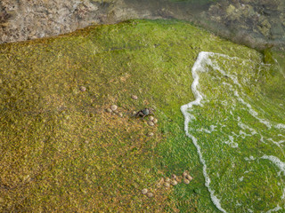 Green moss on the stone wall. Bali.