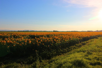 campo di girasole