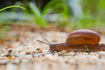Close up of the snail taken from side view crawling along a path on the coarse sand.