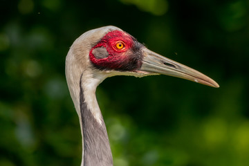 White-naped Crane