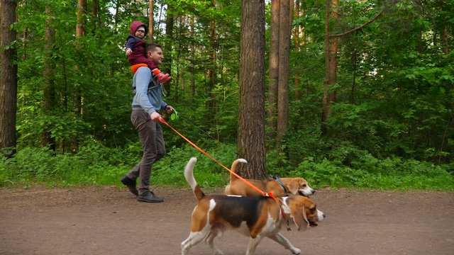 Baby girl ride at father shoulders, man hold two dogs on leashes, stroll at green forested park in day time. Good dad take care of tiny child and pets, go walking outdoors
