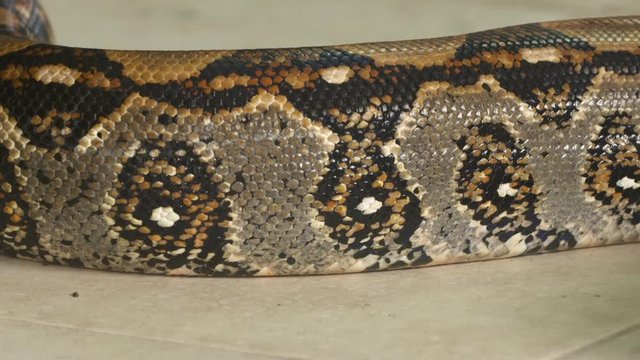 Extreme close-up high-angle still shot of boa constrictor's beautiful skin texture with colourful patterns of black, white and gold, Costa Rica, Central America