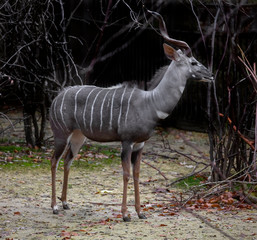 Lesser kudu antelope male in the enclosure. Latin name - Tragelaphus imberbi © Mikhail Blajenov