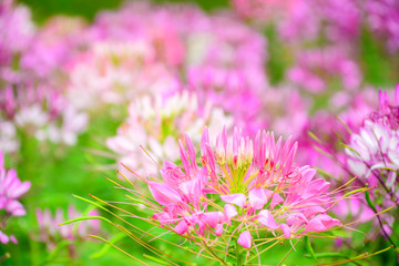 Cleome Flower in the garden by Selective Focus and blurry behind for the background-11