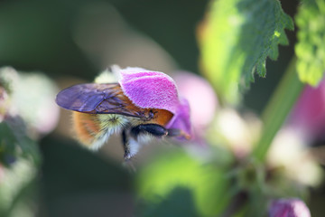 Macro of pollination from a bee