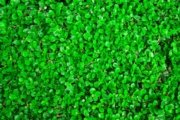 Small Leaf green For the background.