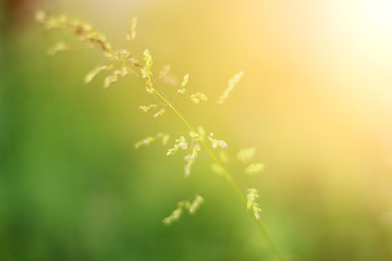 green grass on a bright sunny afternoon. summer weather.
