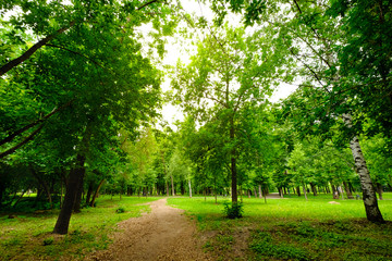 Fototapeta premium Bottom view of the trees in the park. Sunlight breaks through the leaves of trees. The concept of a healthy lifestyle and ecology