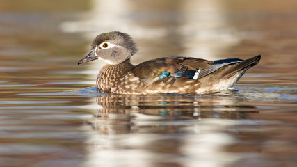 Wood Duck