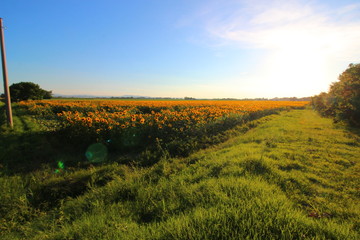 campo di girasole