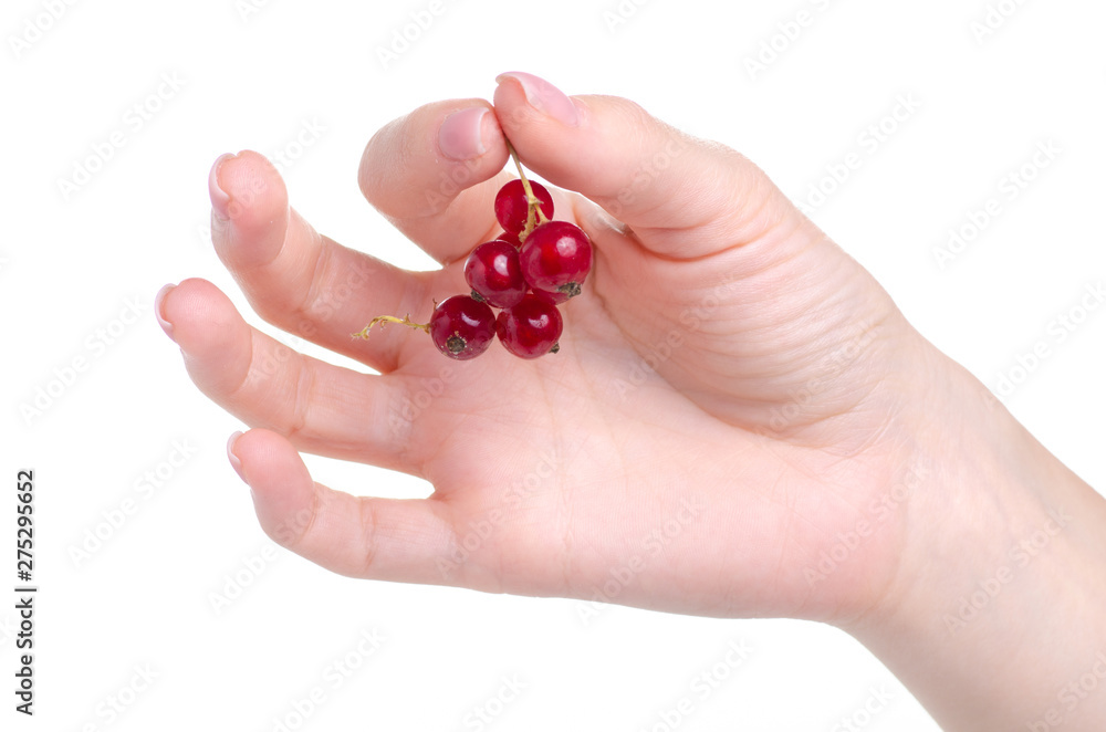 Canvas Prints Red currant berry in hand on white background isolation