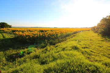 campo di girasole