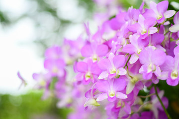 Purple orchids are on the tree.Selective Focus and blurry behind.