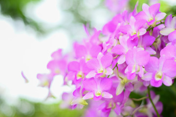 Purple orchids are on the tree.Selective Focus and blurry behind.