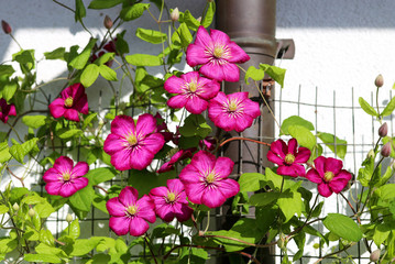 Magenta clematis flowers as camouflage