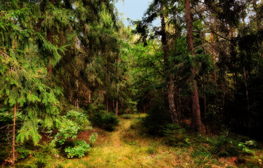 Coniferous forest