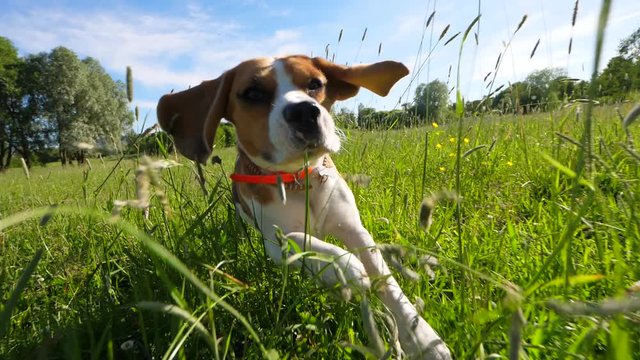 Playful young dog running at sunny meadow, tall grass lash funny muzzle, long flappers ears fly in air. Slow motion shot, beagle try to chase moving camera then slow down