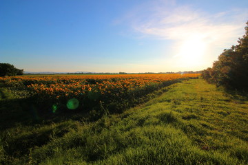 campo di girasole