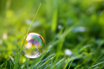 Colorful soap bubble hangs on the blade of grass