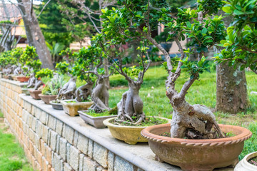 Exhibition of miniature ikebana trees in pots on stone fencing