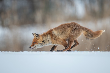 Red fox (Vulpes vulpes) with a bushy tail hunting in the snow in winter in Algonquin Park in Canada