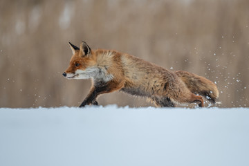 Red fox (Vulpes vulpes) with a bushy tail hunting in the snow in winter in Algonquin Park in Canada